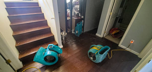 Best Mold removal after water damage  in Ridgeway, VA